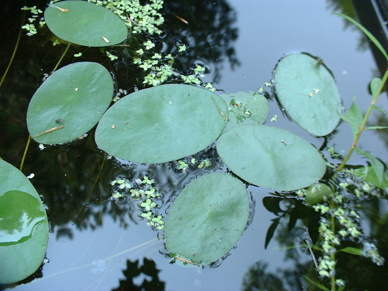 Brasenia schreberi
